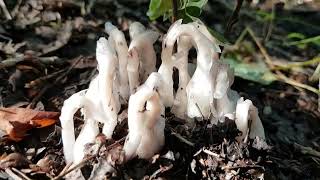 Ghost Pipe  A Special Plant Monotropa uniflora [upl. by Ynalem]