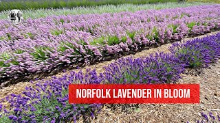 Norfolk Lavender [upl. by Kobylak]