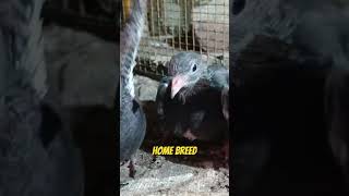 My Home Breedpigeon kabutar teddy teddykabootar shortsvideo ytshort viralshorts [upl. by Aurel576]