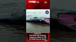 Dead Whale Fish Alibaug Ke Samundra Mein Dikhayi Di 1500 Kg Weight Bataya Jaa Raha Hai [upl. by Readus]