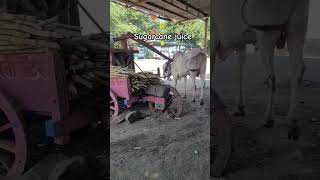 Sugarcane juice saibaba shirdi maharashtra travel mumbai juice fresh [upl. by Anitsirk]