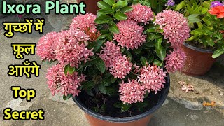 Ixora में इतने ज़्यादा फ़ूल लेने है तो Follow Simple 5 Secret Tips  Permanent Flowering Plants [upl. by Ecnadnac49]