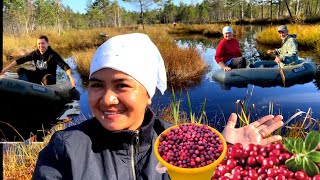 FORAGING CRANBERRIES IN THE SWAMPBOGLAND IN RUSSIA  The Zinovev’s [upl. by Ellehcan]