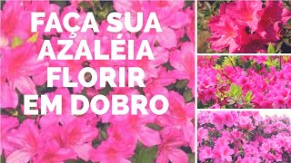 FAÇA SUA AZALÉIA FLORIR EM DOBRO [upl. by Knute211]