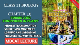 PHLOEM TRANSLOCATION  TRANSPORT OF ORGANIC FOOD IN PHLOEM  CLASS 11 NEW BIOLOGY BOOK SINDH BOARD [upl. by Eladnar]