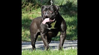 Meet the Evolution Bloodline  Olde English Bulldogge [upl. by February738]