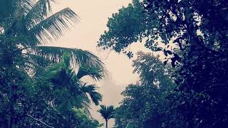 Beautiful Rainfall Among the Trees 🌲🌧️  Natures Serenityquot  Rain Sound for Relaxation [upl. by Aynotak]