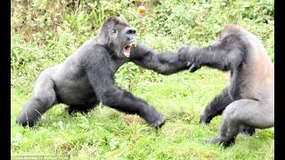 Top 5 Gorilla Fights On Camera  Zoo Fight [upl. by Anatol]