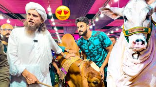 MUFTI TARIQ MASOOD KO JANWAR PASAND AGAYA❤️  COW MANDI VLOG  BAKRA EID [upl. by Nuahsak]