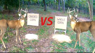 Trail Camera Cracked Corn vs Whole Corn What Do Deer Like Better [upl. by Namyh]