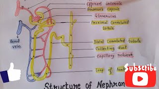 Nephron in hindi  structure  Function  Urine formation  hemodialysis  Biology notes [upl. by Htenywg]