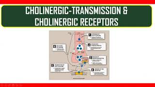 Cholinergic transmission amp Cholinergic receptors [upl. by Thorncombe855]