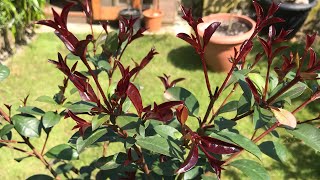 The fabulous Lilly Pilly  Syzygium Smithii surely worth growing just for the foliage alone [upl. by Zelikow518]