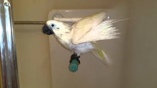 Onni cockatoo sings in the shower [upl. by Ettesoj456]