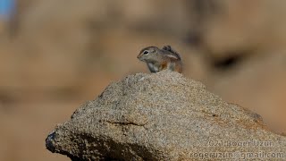 HDObservations  WhiteTailed Antelope Squirrel 4K UHD [upl. by Manthei513]