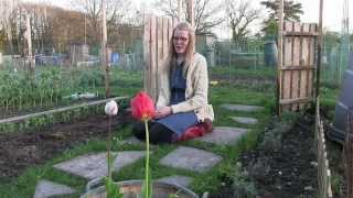 Katies Allotment  April 2014  Allotment Update [upl. by Narine]