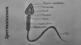 How to Draw Spermatozoon l Spermatozoa l Spermatozoon Structure l Labelled Diagram of Spermatozoon [upl. by Nesila]