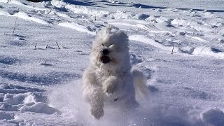 Tibet Terrier [upl. by Nigel155]