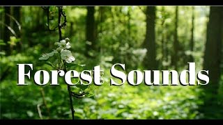 Nature sounds Meditation forest sounds of birds singing relaxation  4 minutes [upl. by Loreen]