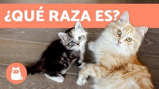 ¿Cómo saber la raza de tu gato  TODAS LAS RAZAS DE GATOS [upl. by Nosreffej]