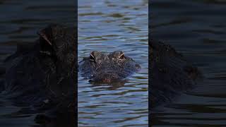 Gator Watching closely [upl. by Theodor]