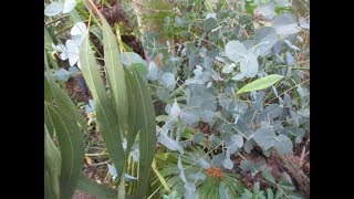 How amp When to Cut Eucalyptus trees for juvenile foliage [upl. by Redienhcs]