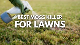 Best Moss Killer for Lawns  Kill Moss But Not Lawns [upl. by Cnut]