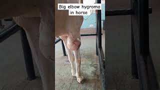 Elbow hygromaolecranon bursitis in a horse [upl. by Tobias]