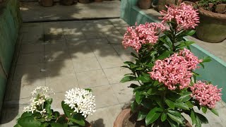 🌿🌼🏵️ Ixora plant [upl. by Aramen]