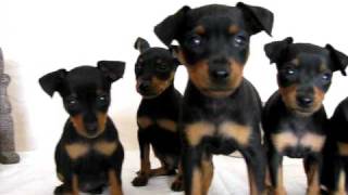 chiot pinscher toy [upl. by Vachell]