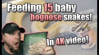 WOW Feeding 15 baby Hognose snakes This is awesome [upl. by Gunthar561]