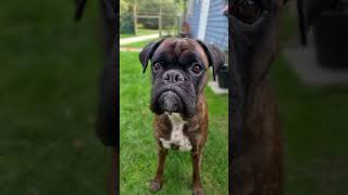 The Cutest Boxer Dog Face Ever And Rex Of Course 😍 boxerdog dogs funnydogs [upl. by Fi755]