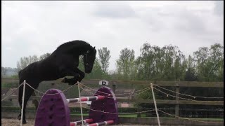 Friesian horse Apollo Loves the Bigger Jump [upl. by Maxi]