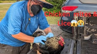 I Tried Natural Treatments for Chicken Mites raisingchickens backyardchickens Chickenchaos [upl. by Weldon]