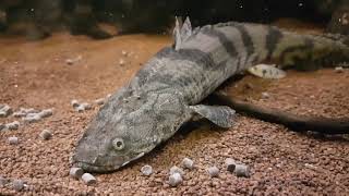 Bichir Polypterus Feeding Ornate Delhezi Ansorgii Weeksii Endlicheri quotTodziquot and more [upl. by Mientao]