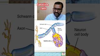 What are satellite cells nursingcompetition biology aiimsnorcet neet science nursingscience [upl. by Ilanos]