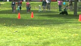 Border Collie following Whistle commands [upl. by Nwadahs]