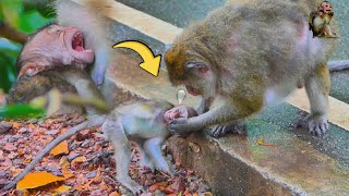 The Ptiful Baby mistreat by female monkey most hurt on Neck  MonkeyAnimals [upl. by Nwahsor]