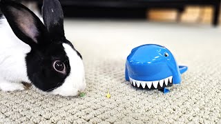 Rabbit vs Shark [upl. by Sheelah983]