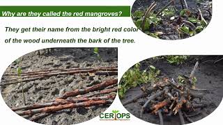 Get to know Rhizophora mucronata The red mangrove [upl. by Nissa]