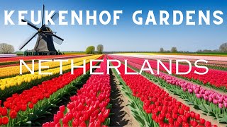 Keukenhof Gardens 2024 Unveiling the Beauty of Tulips  Travel Guide [upl. by Aita]