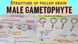 Development of malegametophyte Structure of male gametophyte  Structure of pollen grain angiosperm [upl. by Haraf]