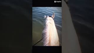 Hella gabbert mit golum baden equestrian horse edit riding [upl. by Oirobil595]