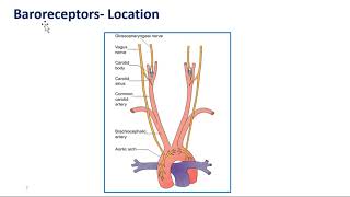 Baroreceptor reflex [upl. by Leahcimnhoj]