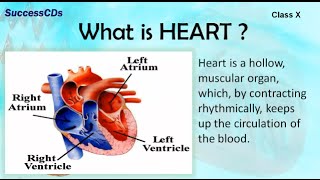 HUMAN HEART  CBSE Class X Science Lesson [upl. by Jaehne572]