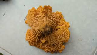 Chanterelle  Girolle  Foraging Mushrooms UK  Cantharellus cibarius [upl. by Thatcher]