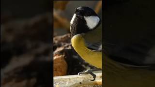 GreenBacked Tit Natures Vibrant Performerquot wildlife 🙏 [upl. by Naujaj852]