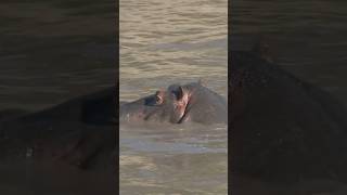 Hippo Poops In Water Killing Fish [upl. by Hippel]