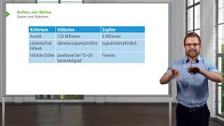 Visuelles System I Retina Aufbau amp Signalverarbeitung  Zapfen und Stäbchen I Nicolas Paul [upl. by Bolton]