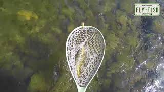 Fly Fishing  Willowemoc Beaverkill Roscoe NY [upl. by Anaeerb]